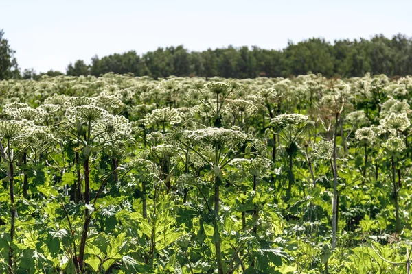 yaz alanında Sosnowskis Hogweed çiçek çok