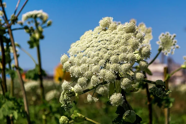 heracleum sosnowskyi. tehlikeli zehirli bitki. insanlar için tehdit