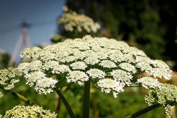 Dev Hogweed bitki Hogweed Sosnowski, alanında büyüyen, Heracleum manteggazzianum