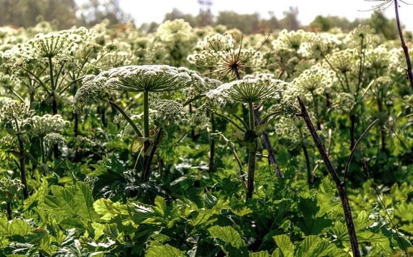 yaz alanında Sosnowskis Hogweed çiçek çok