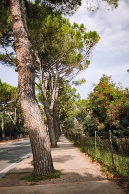 yolun yakınında eski çam