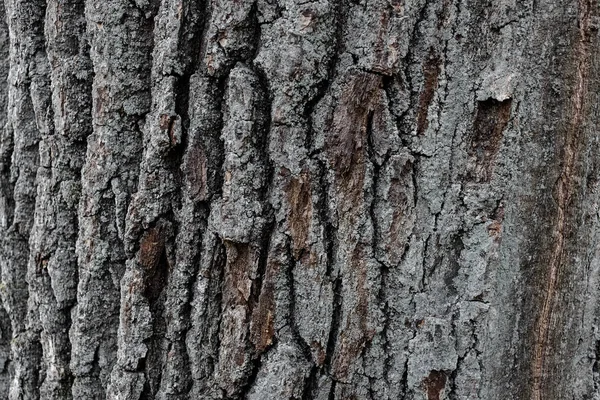 Τεράστια oak φλοιός ως φόντο, κοντινό πλάνο — Φωτογραφία Αρχείου