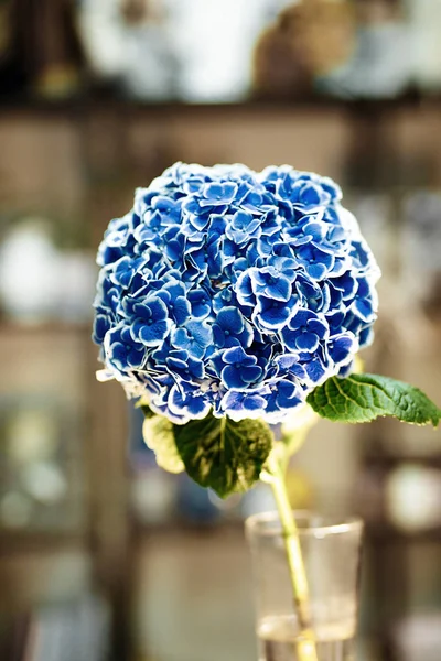 Blue Hydrangea in glass vase on the wooden table
