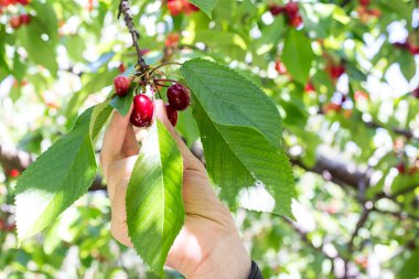 el bir kiraz yakın kadar gözyaşları