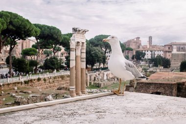 Roma, İtalya Roma Forumu zemin karşı martı. 