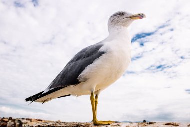 Kumsalda oturan beyaz kuş martısının yakın görüntüsü.