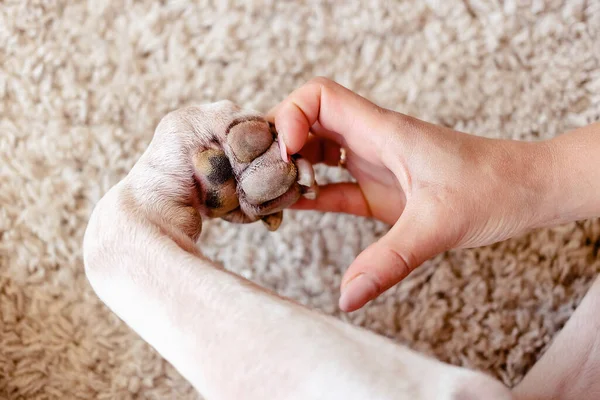 a person and a dog making a heart shape with the hand and paw