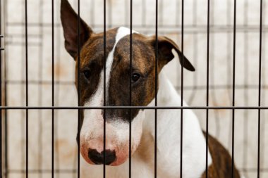 Hayvan barınağındaki parmaklıklardan içeri bakan evsiz köpeği kapatın. Köpekler için pansiyon