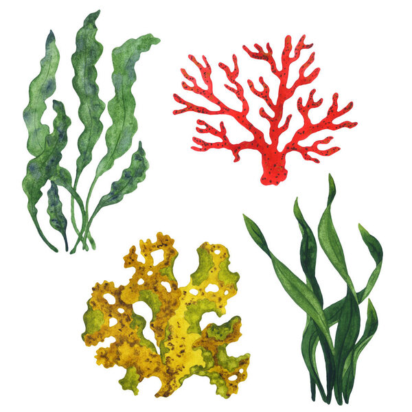 Set of isolated watercolor corals and algae. Handmade watercolor illustration on white background.