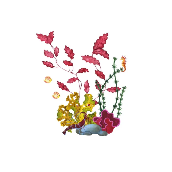 Composição aquarela com algas, corais e animais marinhos . — Fotografia de Stock