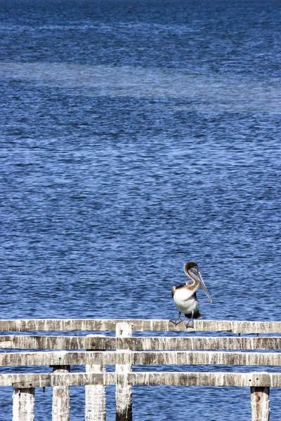 Scatti Dalla Penisola Dello Yucatan Messico — Stok Foto