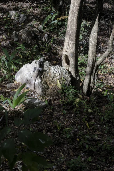 Scatti dalla penisola dello Yucatan, Messico