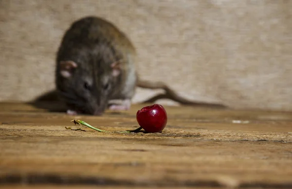Decorative Rat Eats Cherry Wooden Table — Stock Photo, Image