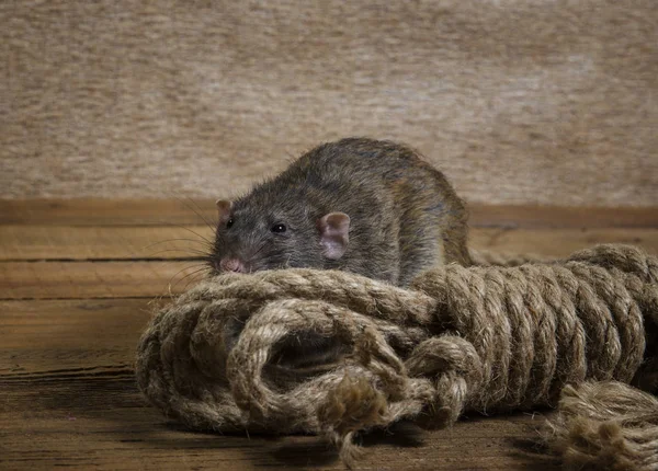 Rat Hemp Rope Wooden Boards — Stock Photo, Image