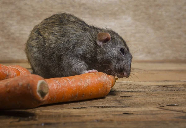 Rat Une Carotte Sur Une Table Bois — Photo