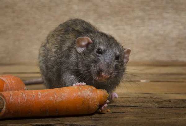 Rat Une Carotte Sur Une Table Bois — Photo