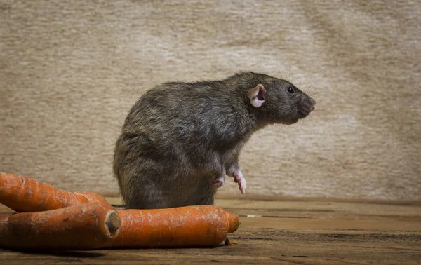 Ratto Una Carota Tavolo Legno — Foto Stock