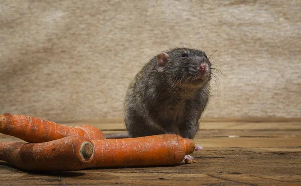 Rat Carrot Wooden Table — Stock Photo, Image