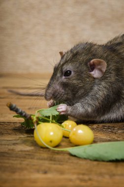 Sarı tatlı Kiraz ahşap bir masa yapraklarda ile yemek sıçan.