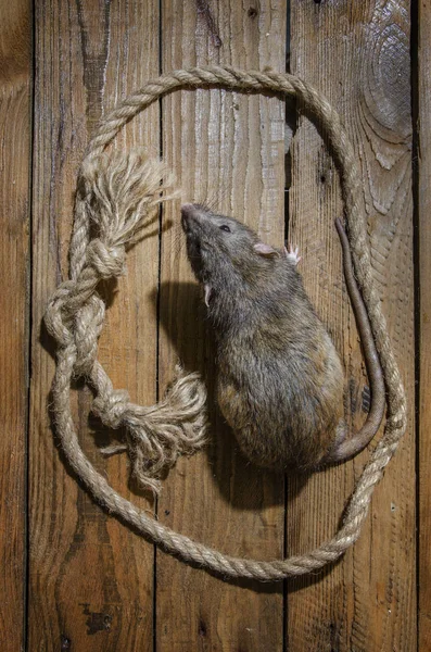 Rat Hemp Rope Wooden Table — Stock Photo, Image