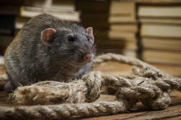 Rat Hemp Rope Wooden Table — Stock Photo, Image