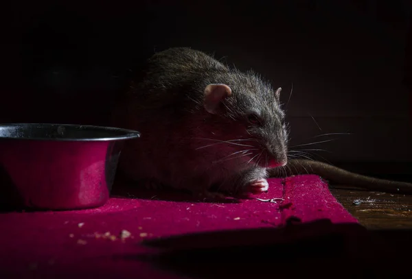 Decorative Rat Eats Feed Metal Bowl Night — Stock Photo, Image