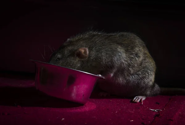 Decorative Rat Eats Feed Metal Bowl Night — Stock Photo, Image