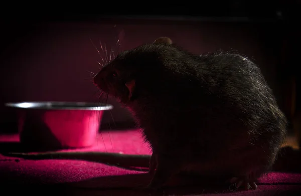 Decorative Rat Eats Feed Metal Bowl Night — Stock Photo, Image