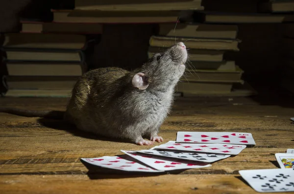 The rat is playing cards. — Stock Photo, Image