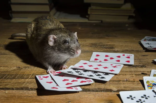 The rat is playing cards. — Stock Photo, Image