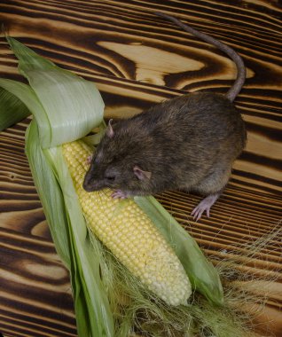 Dekoratif sıçan taze mısır ahşap bir masaya yiyor..