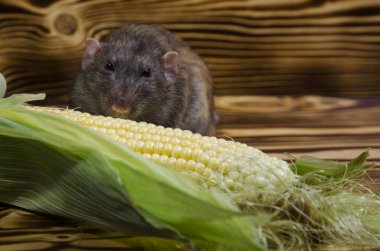 Dekoratif sıçan taze mısır ahşap bir masaya yiyor..