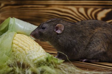 Dekoratif sıçan taze mısır ahşap bir masaya yiyor..