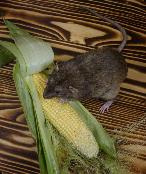 Dekoratif sıçan taze mısır ahşap bir masaya yiyor..