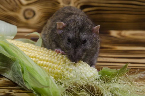 Decorative Rat Eats Fresh Corn Wooden Table — Stock Photo, Image