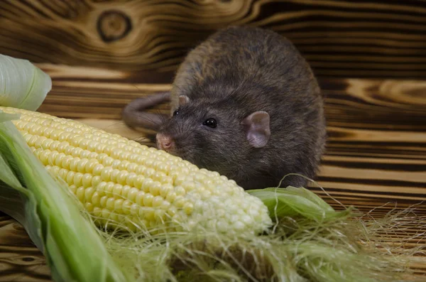 Dekoratif sıçan taze mısır ahşap bir masaya yiyor..
