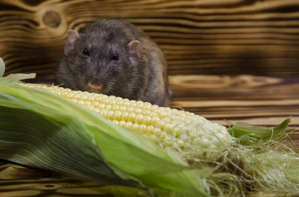 Dekoratif sıçan taze mısır ahşap bir masaya yiyor..