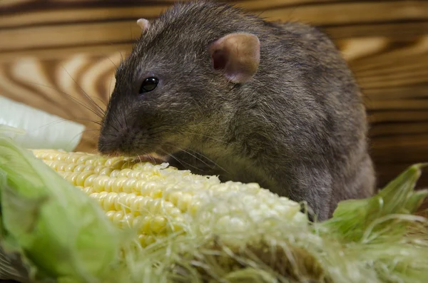 Rat Décoratif Mange Maïs Frais Sur Une Table Bois — Photo