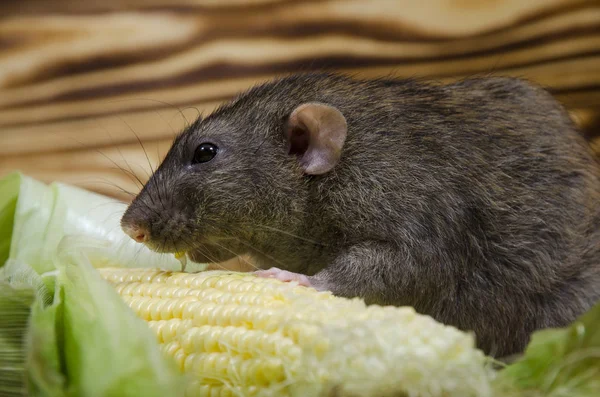 Dekoratif sıçan taze mısır ahşap bir masaya yiyor..