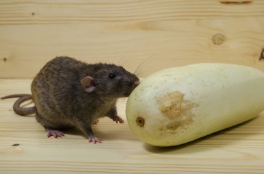 Sıçan sebze iliği ahşap bir masaya yiyor..