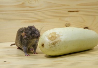 Sıçan sebze iliği ahşap bir masaya yiyor..