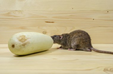 Sıçan sebze iliği ahşap bir masaya yiyor..