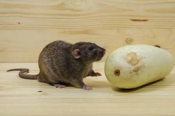Rat Mange Moelle Légumes Sur Une Table Bois — Photo
