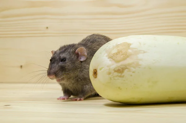 Ratte Frisst Gemüsemark Auf Holztisch — Stockfoto