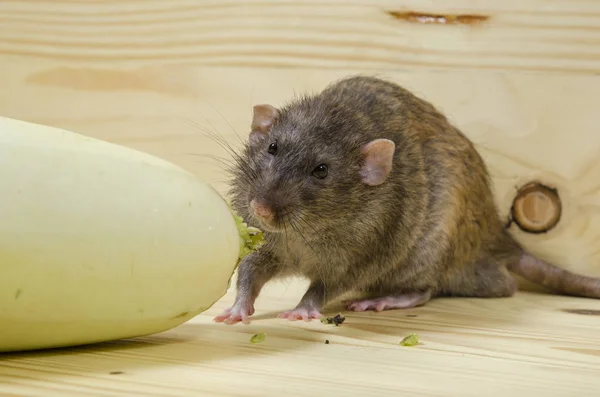 Ratte Frisst Gemüsemark Auf Holztisch — Stockfoto