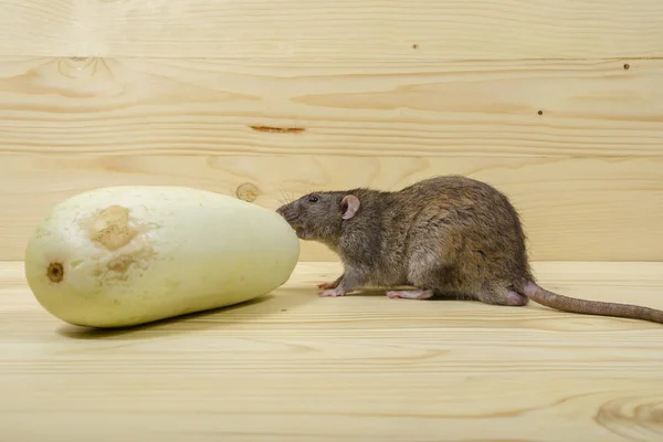 Rata Come Médula Vegetal Sobre Mesa Madera — Foto de Stock