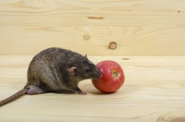 Fare bir domates ahşap bir masaya yiyor..