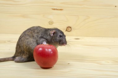 Fare bir domates ahşap bir masaya yiyor..