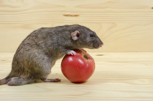 Rat Mange Une Tomate Sur Une Table Bois — Photo