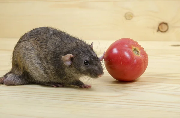 老鼠在木桌上吃西红柿 — 图库照片